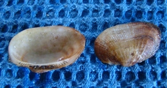 Barbatia novaezealandiae