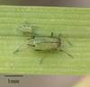 English Grain Aphid - Photo no rights reserved, uploaded by Jesse Rorabaugh