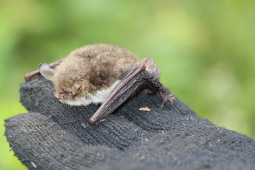 Natterer's Bat