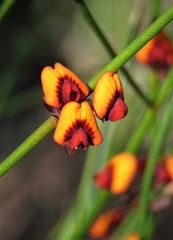 Daviesia triflora