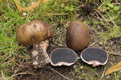 Scleroderma verrucosum