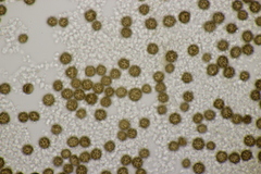 Scleroderma verrucosum