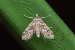 Parapoynx diminutalis