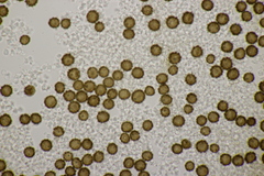 Scleroderma verrucosum