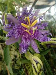 Passiflora