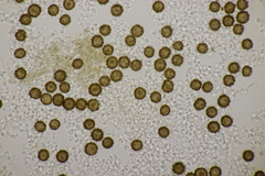 Scleroderma verrucosum