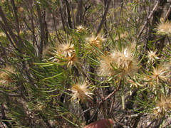 Dyscritothamnus filifolius