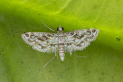 Parapoynx diminutalis