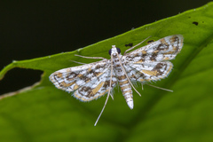 Parapoynx diminutalis