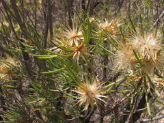 Dyscritothamnus filifolius