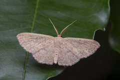 Perixera absconditaria