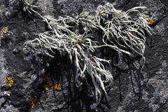 Ramalina siliquosa