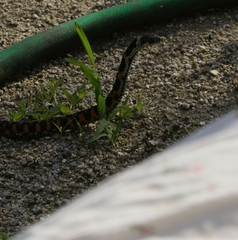Rhabdophis tigrinus tigrinus