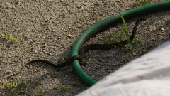 Rhabdophis tigrinus tigrinus