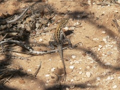 Ctenophorus maculatus