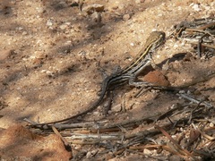 Ctenophorus maculatus