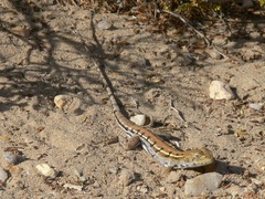 Ctenophorus maculatus