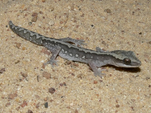 Western Stone Gecko