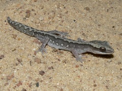 Giant Stone Gecko photo 5