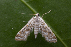 Parapoynx diminutalis