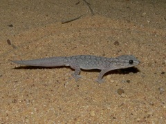 Gehyra variegata