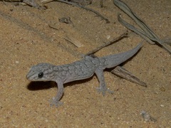 Gehyra variegata