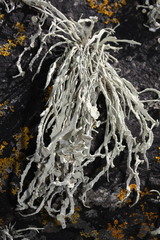 Ramalina siliquosa