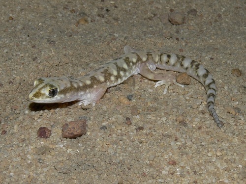 White-spotted Ground Gecko WA, Lucasium alboguttatum