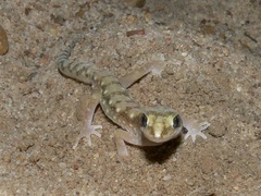 Lucasium alboguttatum