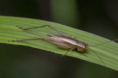 Euscyrtus concinnus