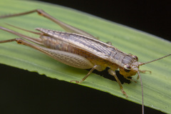 Euscyrtus concinnus