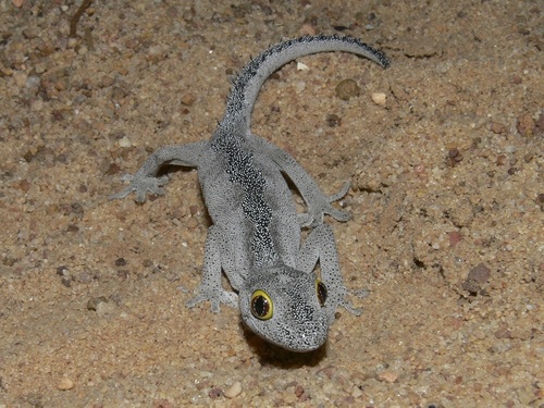 Soft Spiny-tailed Gecko, Strophurus spinigerus