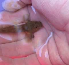 Gobiomorphus mataraerore