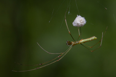 Tetragnatha hasselti