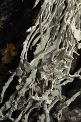 Ramalina siliquosa