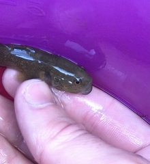 Gobiomorphus mataraerore