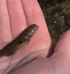 Gobiomorphus mataraerore
