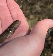 Gobiomorphus mataraerore