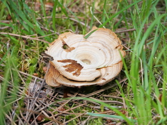 Fungi
