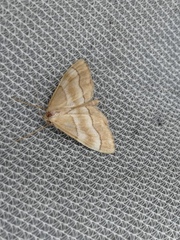 Idaea circuitaria