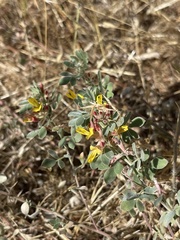 Acmispon decumbens decumbens