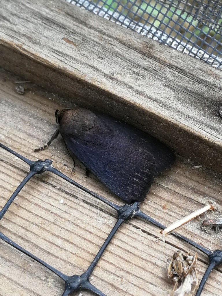 Amphipyra livida