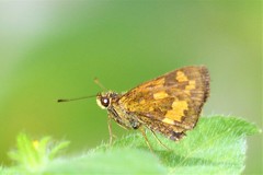 Taractrocera archias