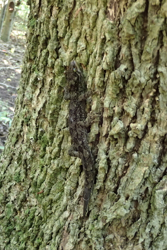 Duvaucel's gecko, Hoplodactylus duvaucelii