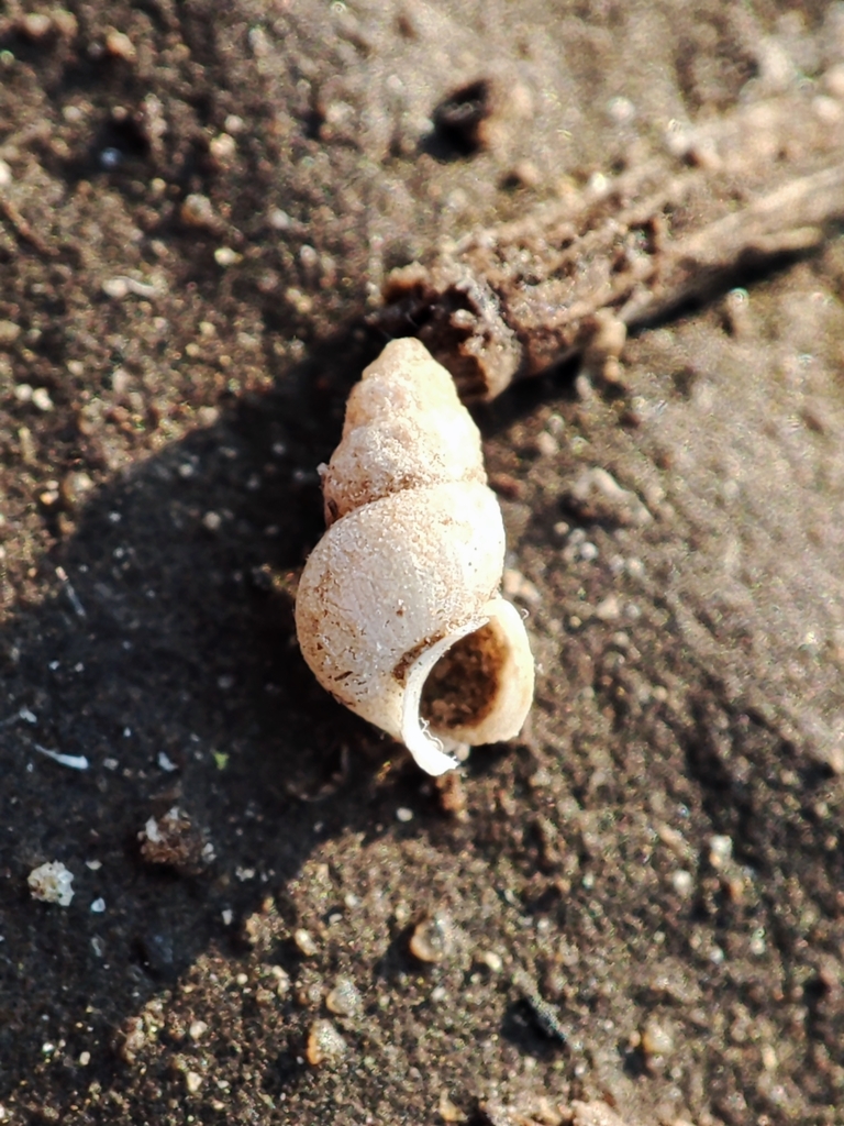 Ecrobia maritima