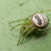 Kidney Garden Spider - Photo (c) budak, some rights reserved (CC BY-NC), uploaded by budak