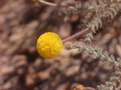 Acacia lycopodiifolia