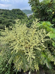 Aralia decaisneana