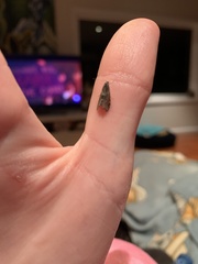 Cryptaspasma