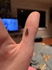 Cryptaspasma